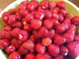 stemless strawberries